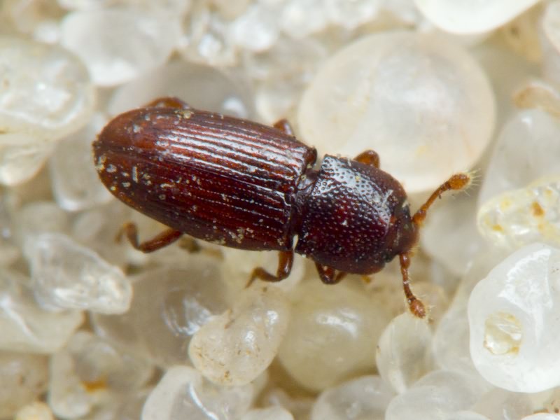 Cerylon ferrugineum Stephens, 1830